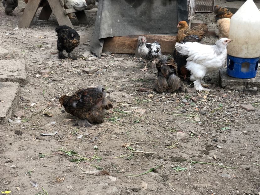 6A1066BC-22FB-4C96-AD93-8AD86D54570D - Seria 2 - martie