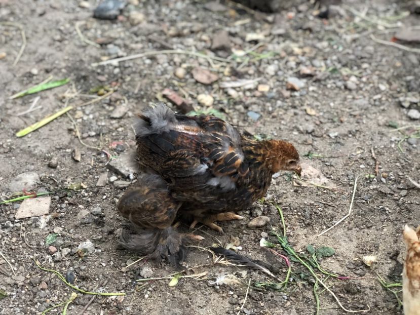 AEE619B5-F704-4348-B9D9-83092CCA88C7 - Seria 2 - martie