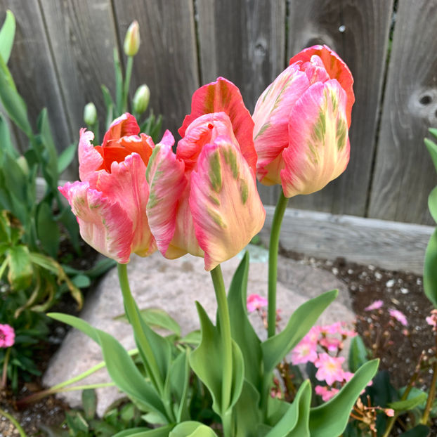  - Jurnalul gradinii 2020