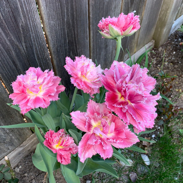  - Jurnalul gradinii 2020