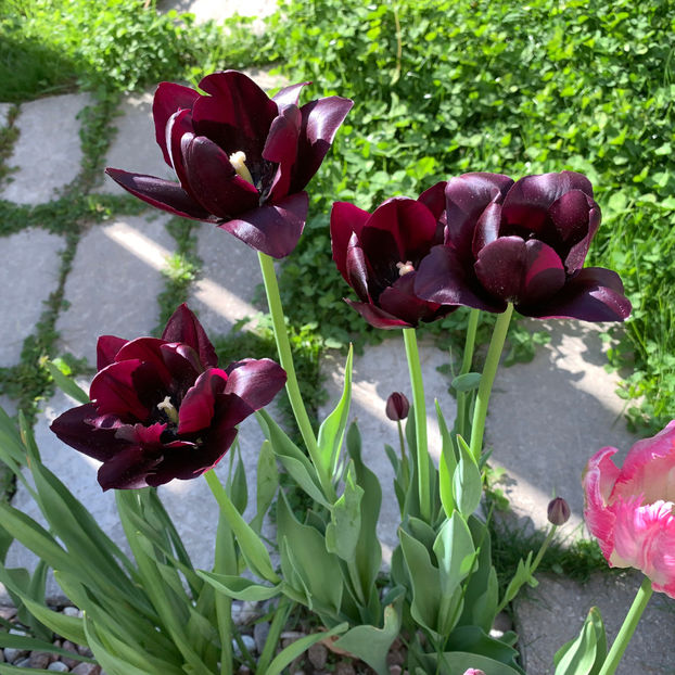  - Jurnalul gradinii 2020