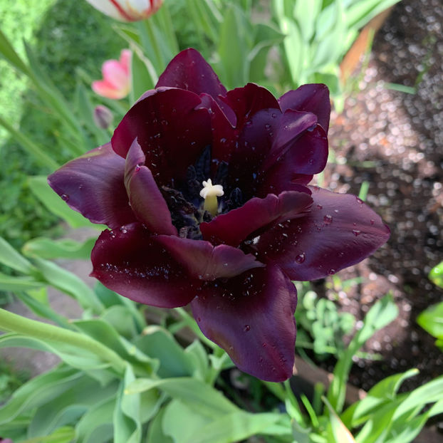  - Jurnalul gradinii 2020