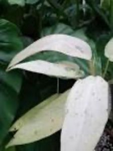 Philodendron Mottled Whipple Way - Cautari