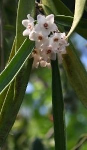 Hoya longifolia - Cautari