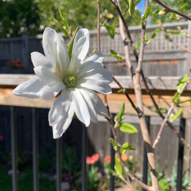  - Jurnalul gradinii 2020