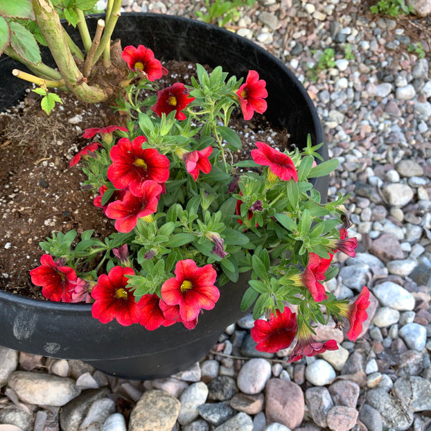  - Jurnalul gradinii 2020