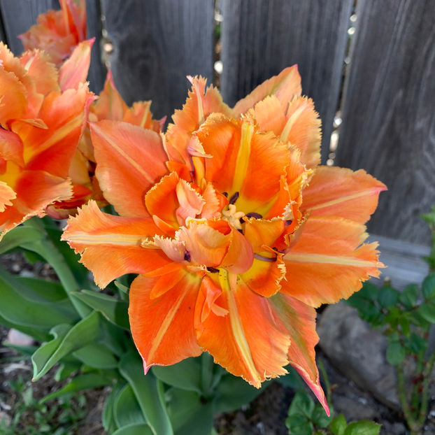  - Jurnalul gradinii 2020