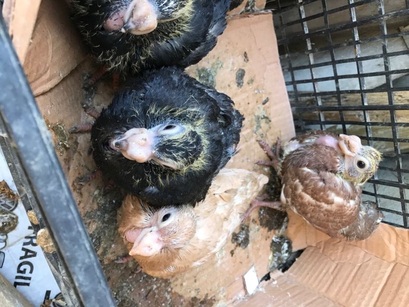 B72FEAE8-70F7-4F7D-A34B-715720DC8AF1 - Pui 2020