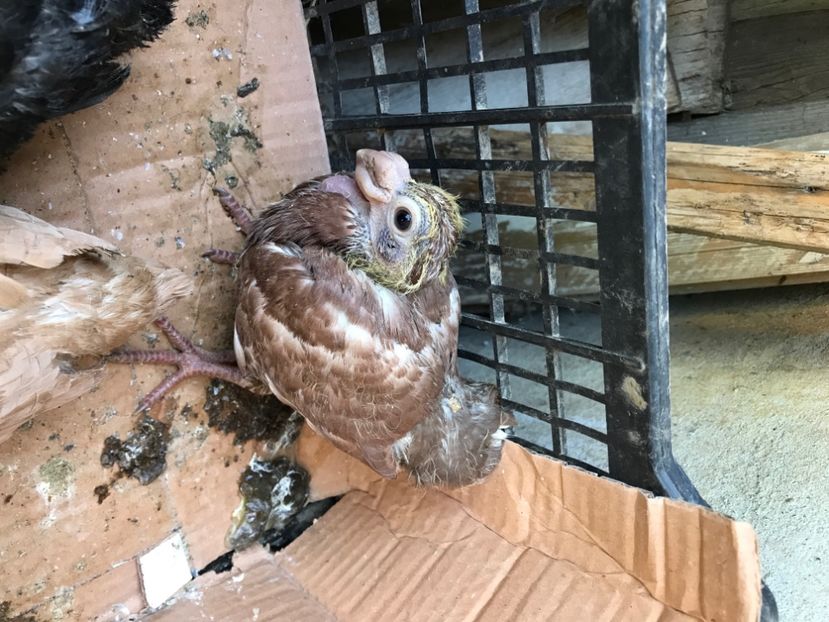 E5E718C8-D269-441B-ACC3-0C7CEBBF3DF1 - Pui 2020