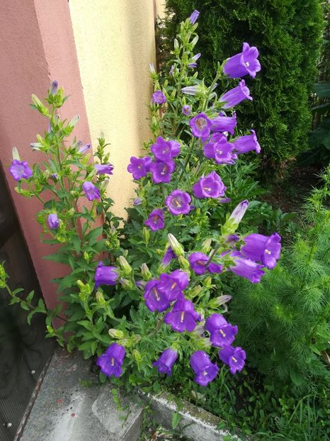  - Bujori și alte floricele