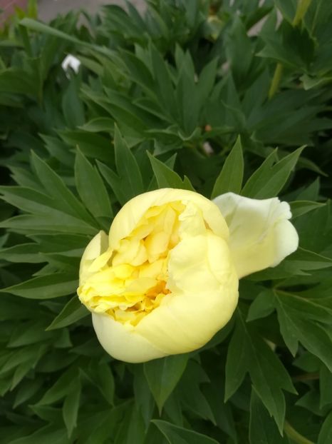  - Bujori și alte floricele