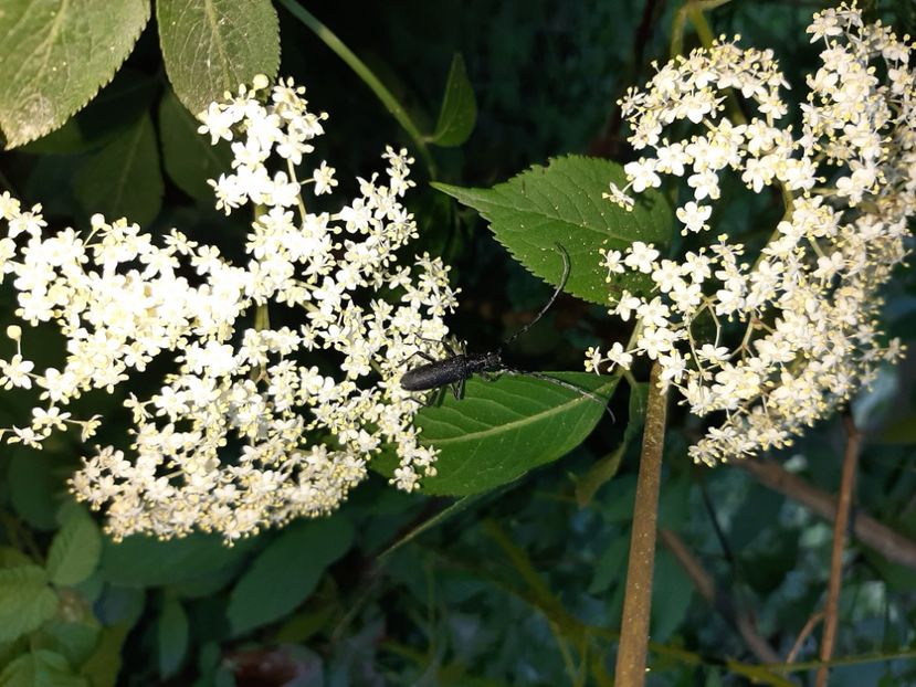  - Cheile Sohodolului mai 2020