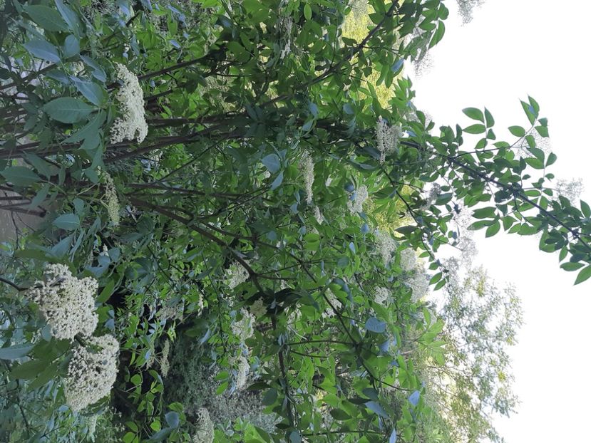  - Cheile Sohodolului mai 2020