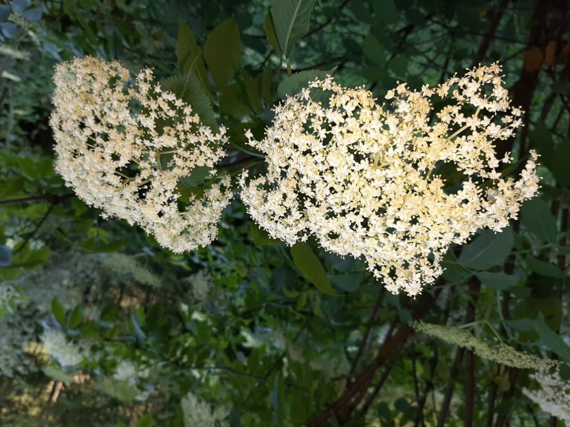  - Cheile Sohodolului mai 2020