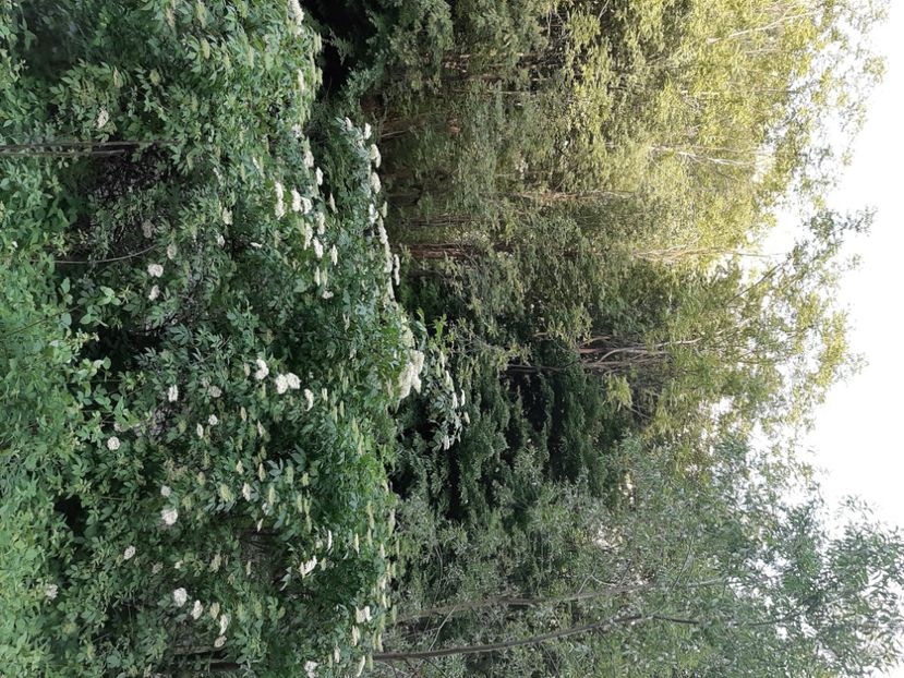  - Cheile Sohodolului mai 2020