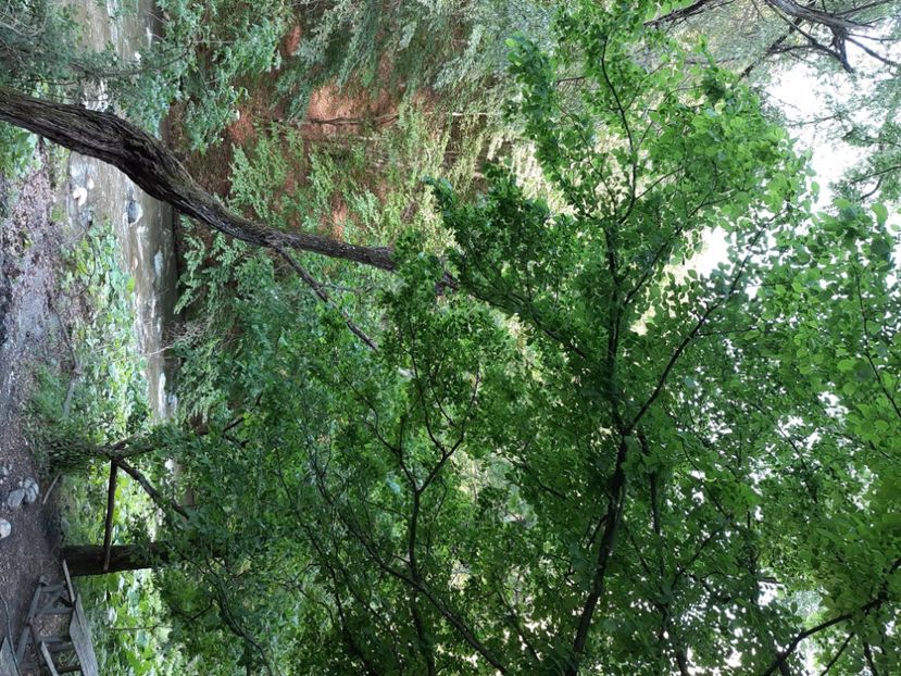  - Cheile Sohodolului mai 2020