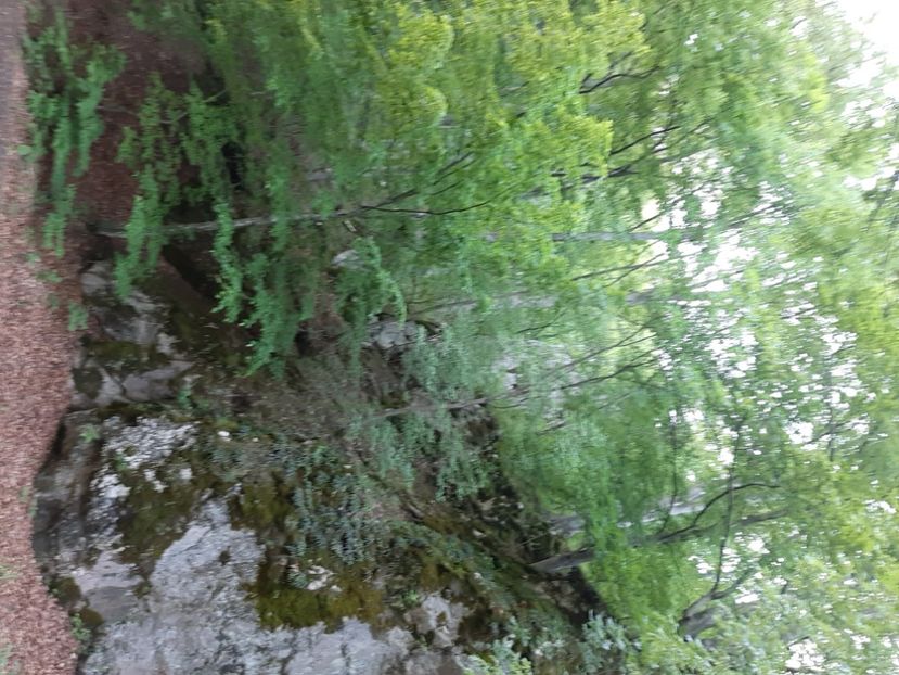  - Cheile Sohodolului mai 2020