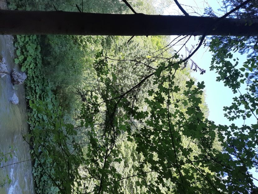  - Cheile Sohodolului mai 2020