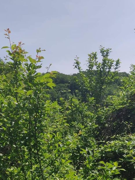  - Cheile Sohodolului mai 2020