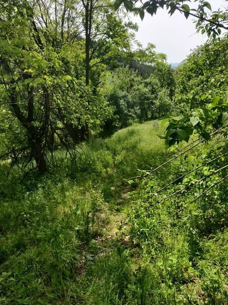  - Cheile Sohodolului mai 2020