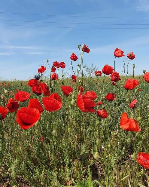  - Cheile Sohodolului mai 2020