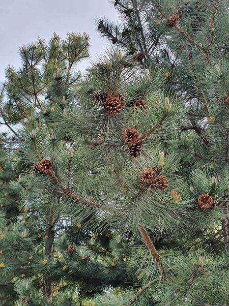  - Cheile Sohodolului mai 2020