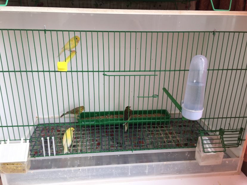 in curand vom fi mari si pe cont propriu - 2020- minicrescatorie