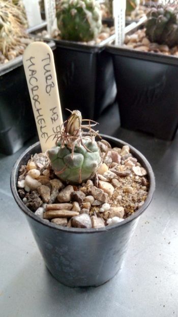 T. macrochele MZ 576 - Turbinicarpus