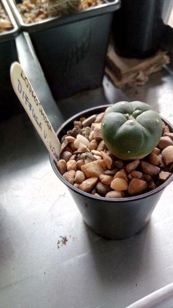 L. diffusa v. koehresii - Lophophora