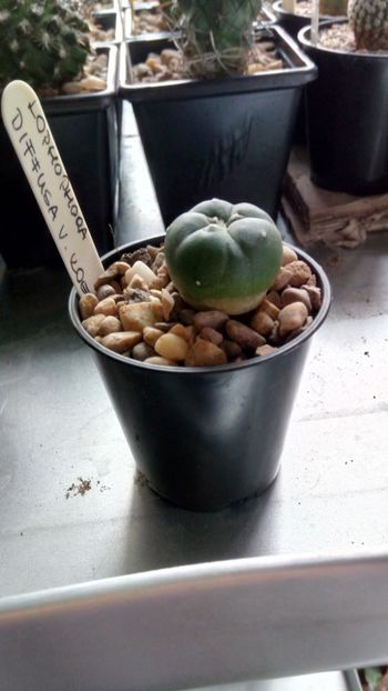 L. diffusa v. koehresii - Lophophora