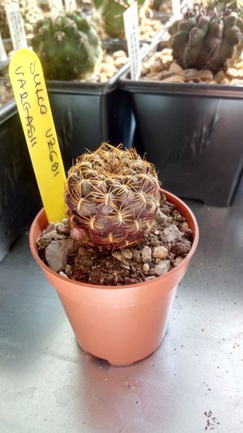 S. vargasii VZ 691 - Sulcorebutia