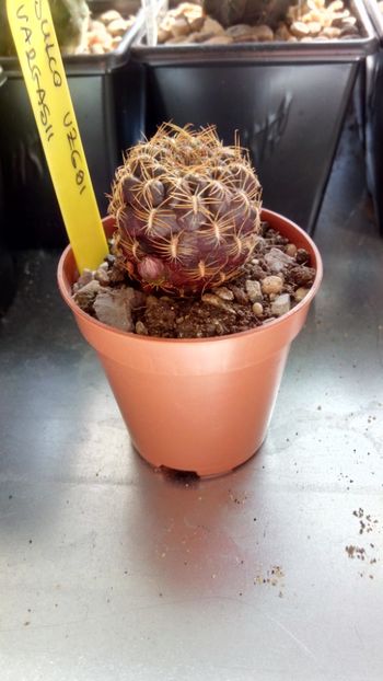 S. vargasii VZ 691 - Sulcorebutia