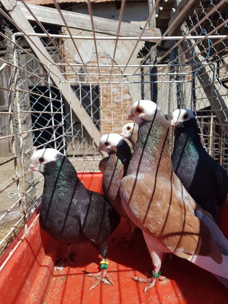  - Jucători de Baska