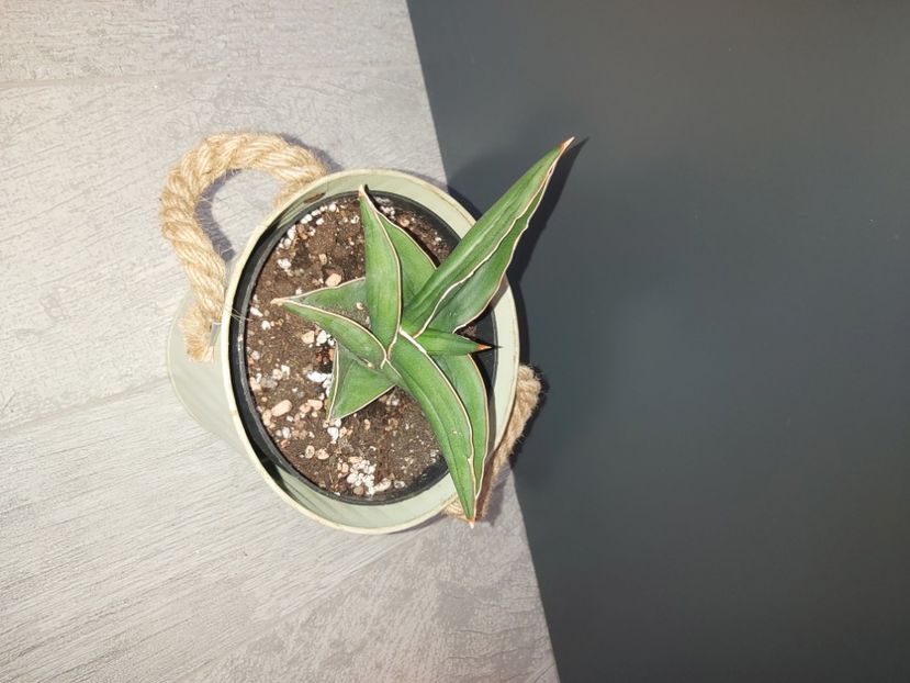  - Sansevieria ehrenbergii samurai