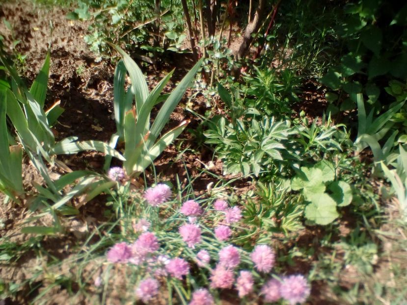 IMG-20200522-WA0097 - plante de primavara