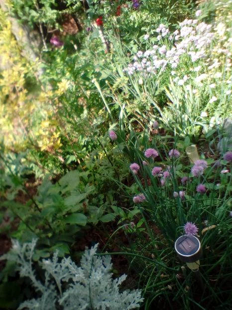 IMG-20200522-WA0079 - plante de primavara