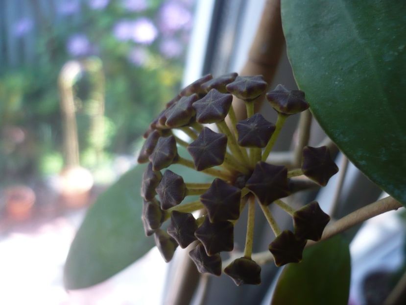 23.05.2020 - HOYA 2020-1