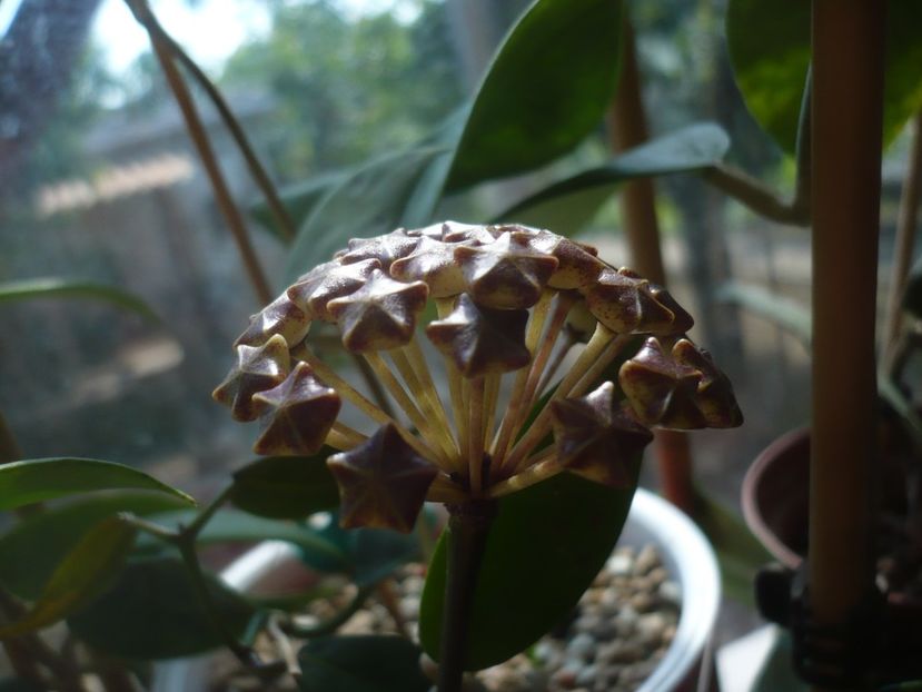 P1440152 - HOYA 2020-1