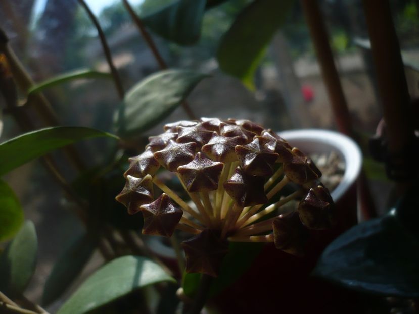 P1440153 - HOYA 2020-1