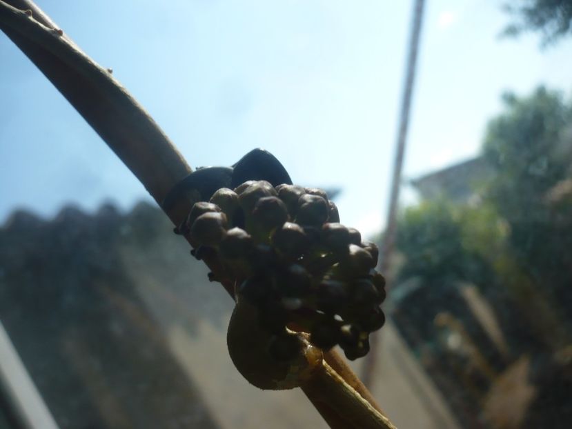 P1440154 - HOYA 2020-1