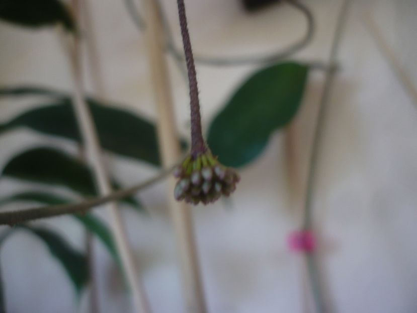 P1440155 - HOYA 2020-1