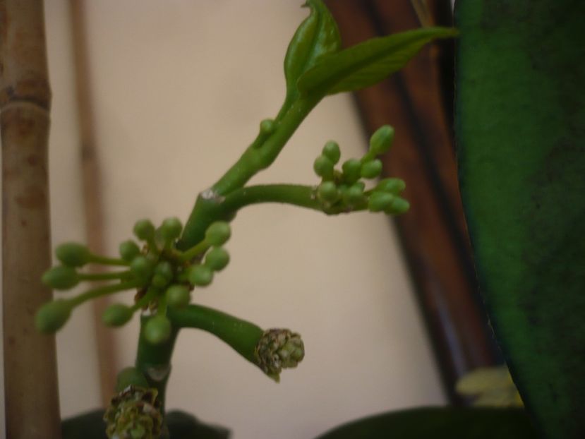 P1440156 - HOYA 2020-1