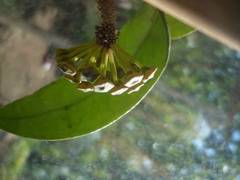 P1440157 - HOYA 2020-1