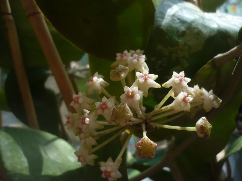 P1440158 - HOYA 2020-1