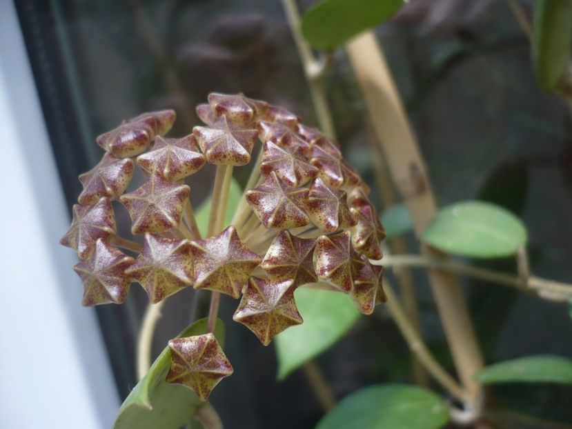 P1440159 - HOYA 2020-1