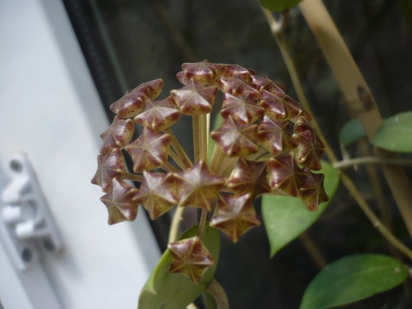 P1440160 - HOYA 2020-1