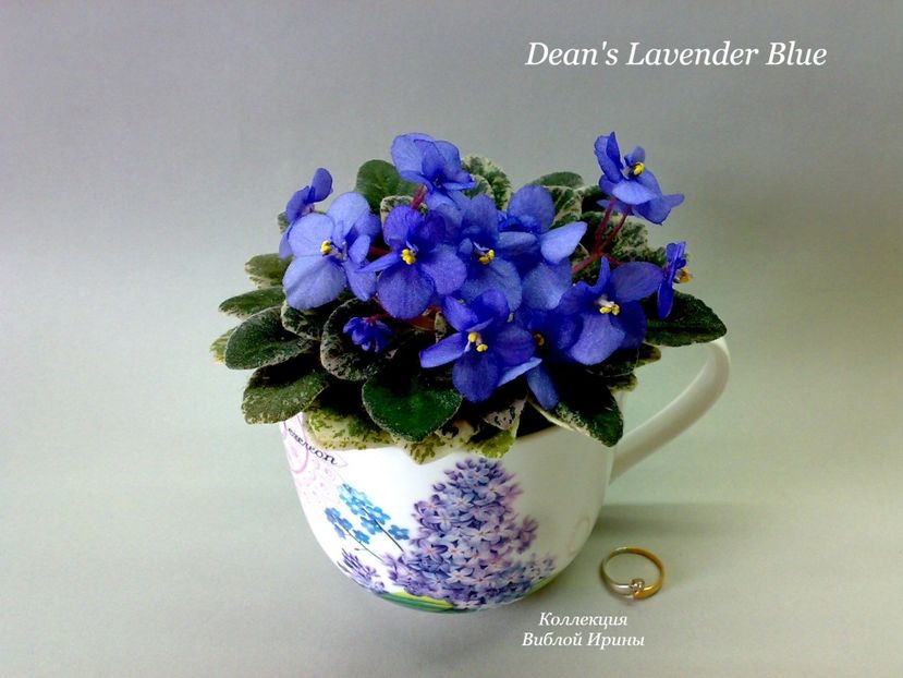 poza net - Dean s Lavender Blue