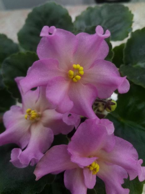 15 mai - KZ Danochka