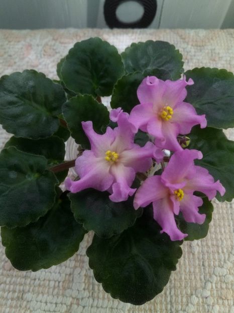 15 mai - KZ Danochka