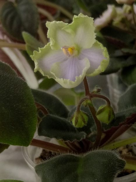 11 apr - LE Bucket Nezabudok